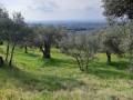 Terreno in vendita a  TIVOLI Strada Di Pomata foto 1 di 12